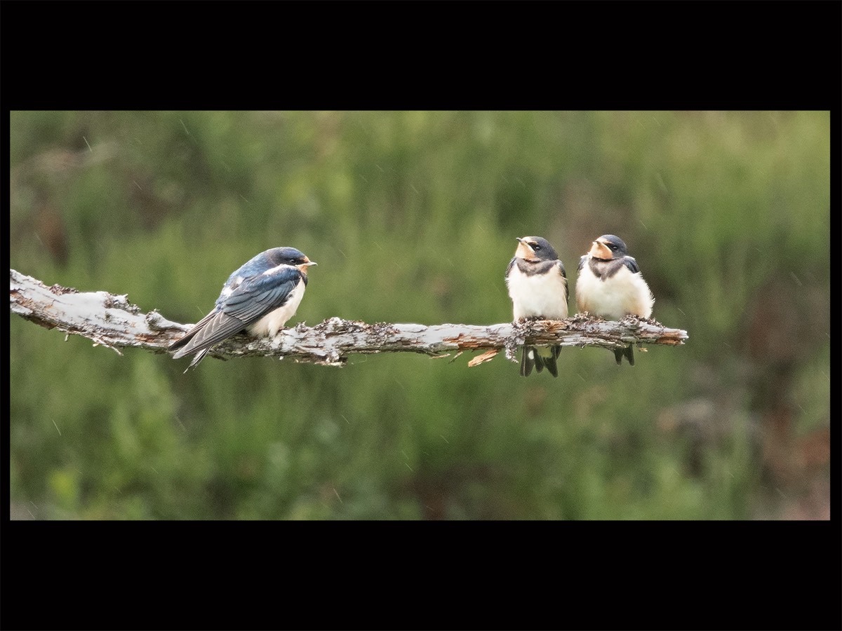 Birds on a stick