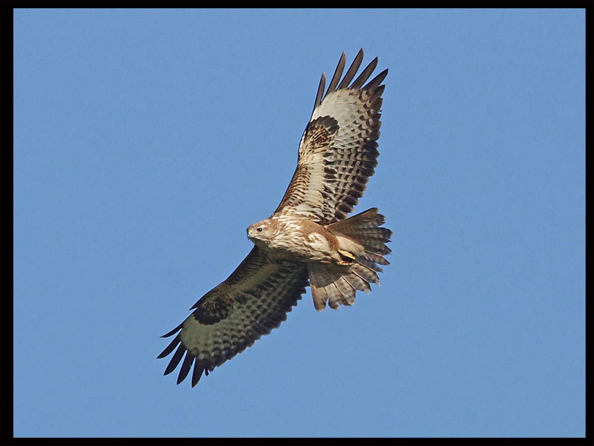 Buzzard