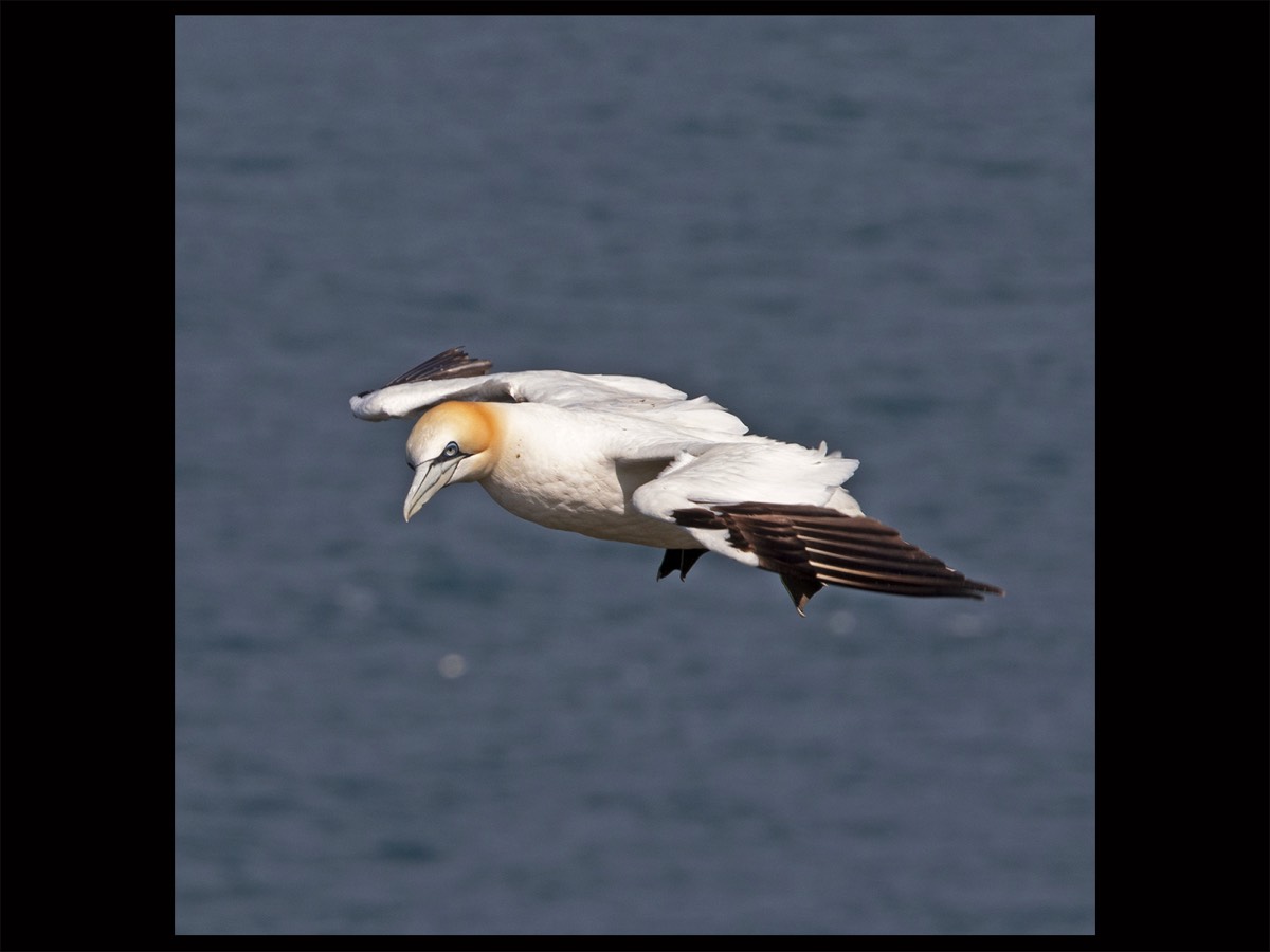 Gannet