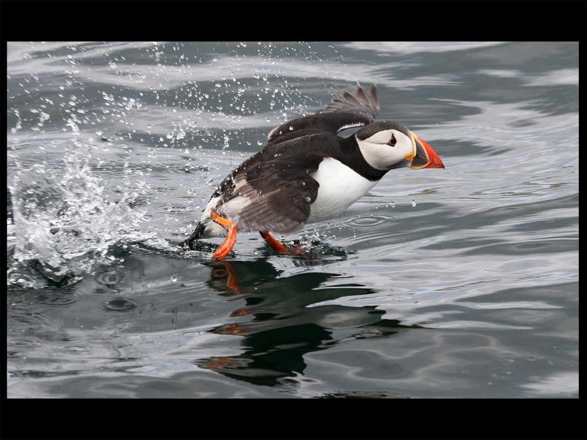 Puffin