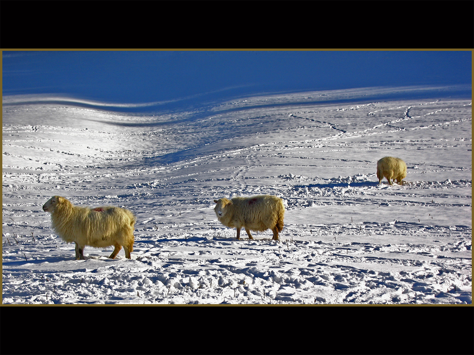 Golden Sheep