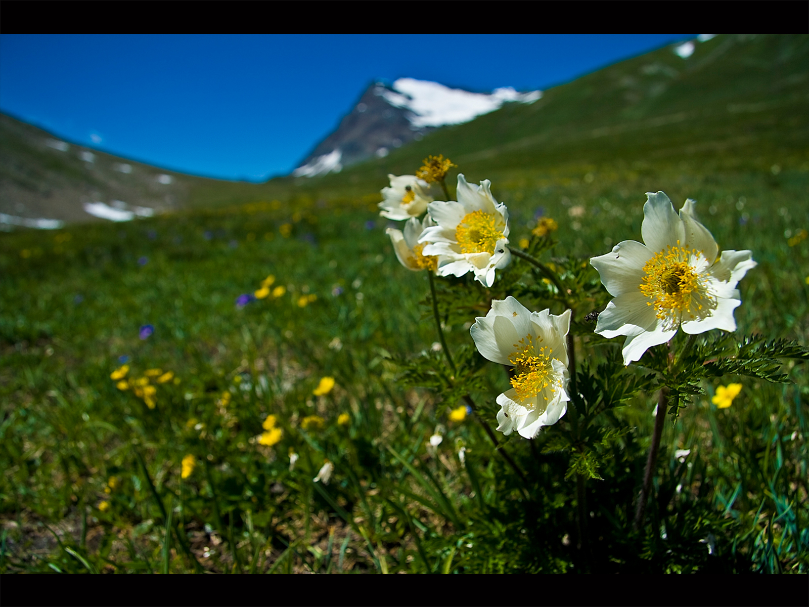 Pulsatilla Alpina