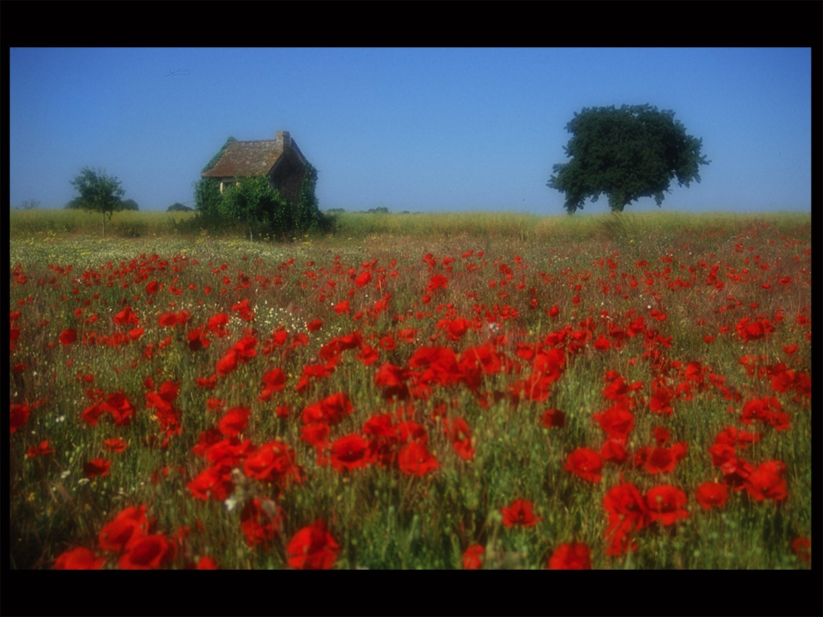 Ian Dean - Poppy Field