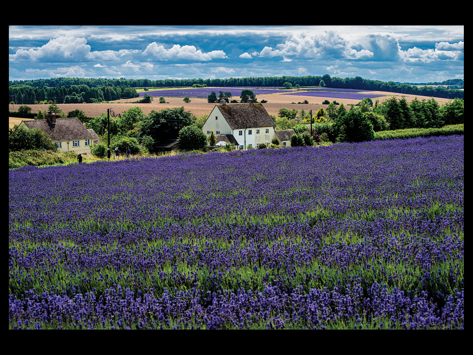 Bob Haydon - Lavender Farm
