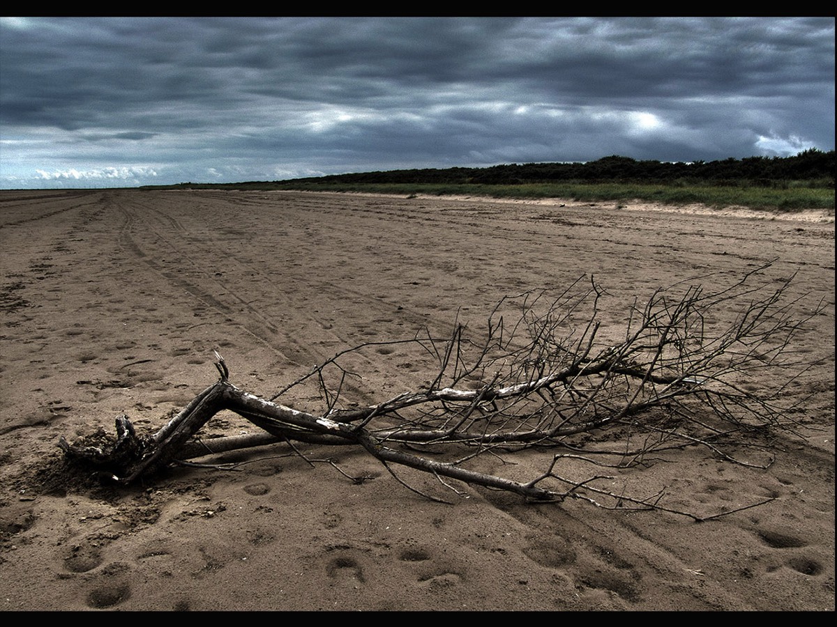 Steve West - Driftwood