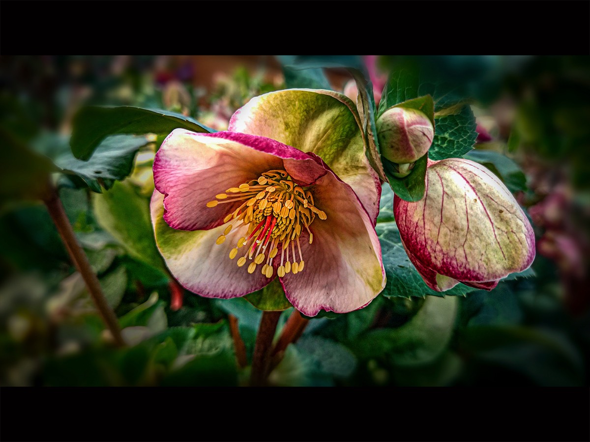 Helleborus