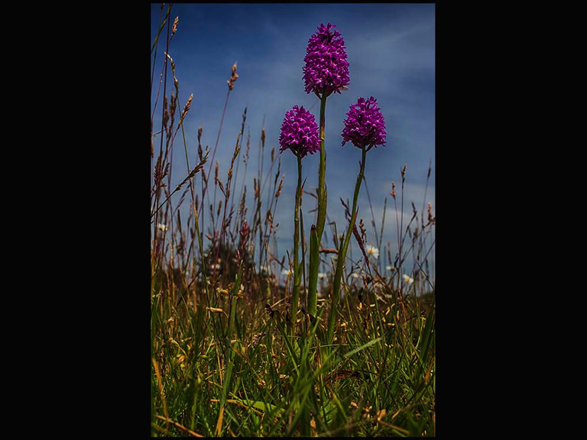 Kate Nicholls - Three Pyramid Orchids