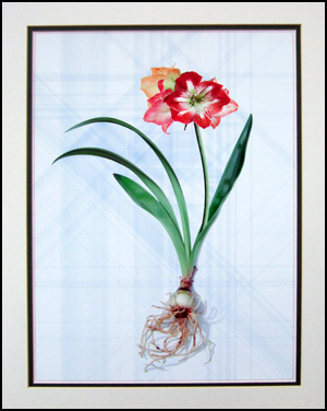 amarilis