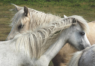 gower_ponies_400
